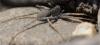 Pardosa sp.